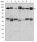 C-CBL Antibody