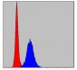 MMP9 Antibody