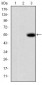 MMP9 Antibody