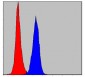 PRK2 Antibody