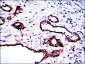 PRK2 Antibody