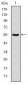 PRK2 Antibody
