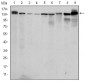 PRK2 Antibody