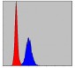 MMP9 Antibody