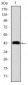 c-Jun Antibody