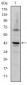 c-Jun Antibody