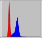 CRK Antibody