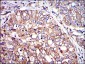 CRK Antibody