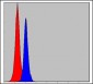 CEBPB Antibody