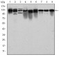 MCM2 Antibody