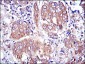 MAPK3 Antibody