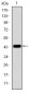 MAPK3 Antibody