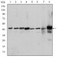 MAPK3 Antibody