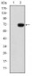 GATA5 Antibody
