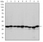 PHB Antibody