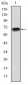 PGC-1alpha Antibody