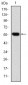 CCT2 Antibody