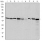 CCT2 Antibody