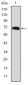 FOXP2 Antibody