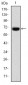 FOXP2 Antibody