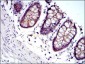 JUP Antibody