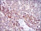 FGG Antibody