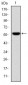 FGG Antibody