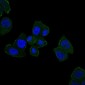 HFE Antibody