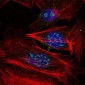 MAP3K2 Antibody