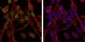 CCT2 Antibody