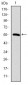 CCT2 Antibody