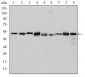 CCT2 Antibody