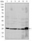 CASP8 Antibody