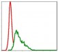 UBE2I Antibody