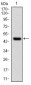 UBE2I Antibody