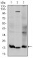 UBE2I Antibody