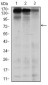 MSH6 Antibody