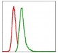 G6PD Antibody