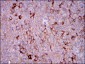 G6PD Antibody