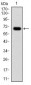 G6PD Antibody