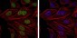 BMI1 Antibody