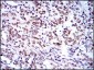 BMI1 Antibody