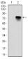 BMI1 Antibody