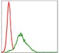 RSK2 Antibody