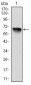 RSK2 Antibody