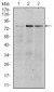 RSK2 Antibody