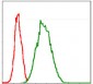 G6PD Antibody