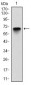 G6PD Antibody