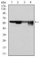 G6PD Antibody