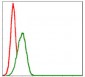 MBP Antibody